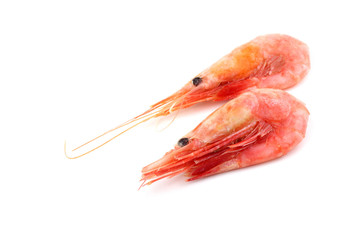 Shrimps