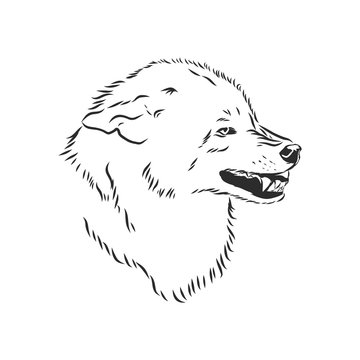 recommend clip art: angry snarling wolf, angry wolf growls, wolf head, vector sketch illustration