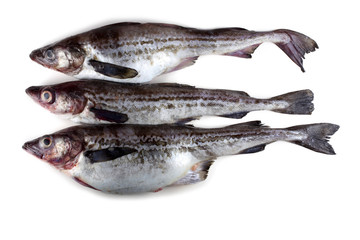Alaska pollock
