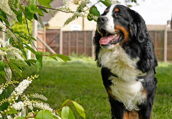 Happy Bernese Mountain Dog standing in the park