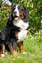 Bernese Mountain Dog sitting in the park, tree with white flowers in the background. 