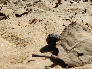 leave on the sand