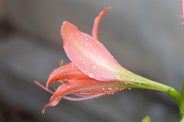 Pink hippopotamus or amaryllis in the rainy season.