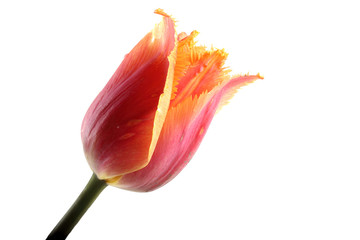 Multicolor tulip
