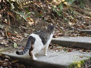 階段を上る猫の後ろ姿