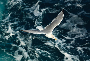 Seagull close-up in flight against the background of sea waves.