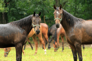 Fototapeta premium Horses in rain, Podlasie, Poland
