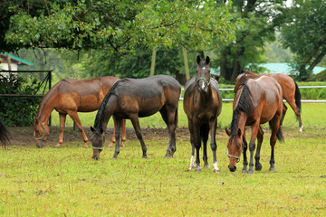 Horses in rain, Podlasie, Poland