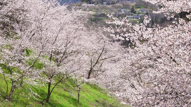 陸郷の山桜