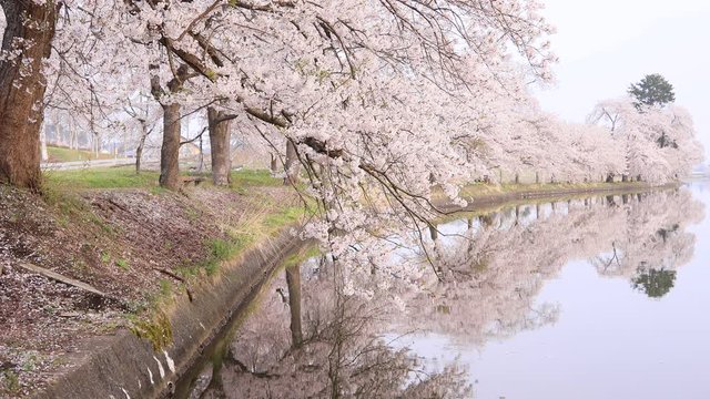 湖畔の桜並木　少しづつ落ちる花弁