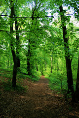 Spring in Las Wolski, Wolski Forest, park in Cracow, Poland