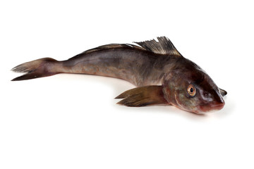 Fototapeta premium Sea bass
