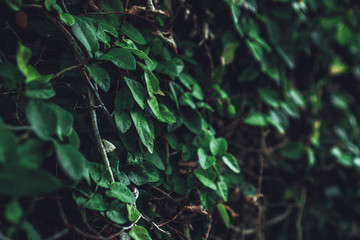 green bush with juicy sheets with a blurred back background