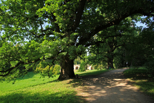 Old trees in park near Krasiczyn Castle, Renaissance castle in Krasiczyn, Poland © bayazed