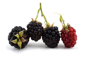 Blackberries