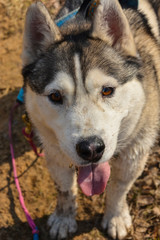 furry husky dog on a walk