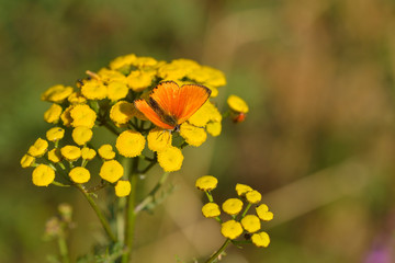 Großer Feuerfalter (Lycaena dispar) Männchen	