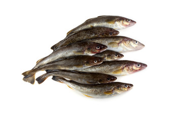 Saffron cod