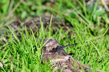 Schwarze Heidelibelle (Sympetrum danae) Männchen	