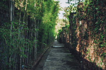 tropines from green bushes with juicy sheets