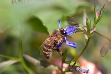 bee on a  blue flower