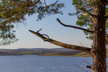 Close up of pine tree by the lake