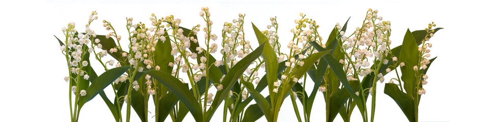 banni&egrave;re avec brins de muguet sur fond blanc