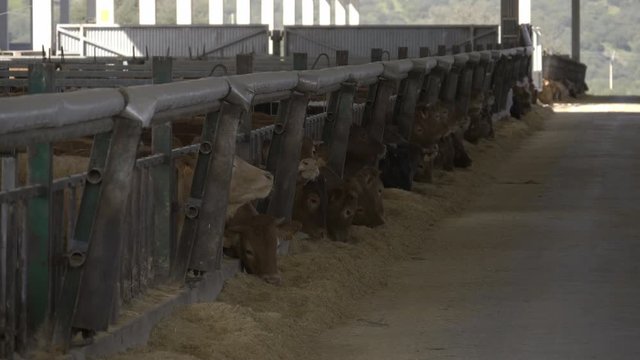 Retinta breed calf feeder. Calves eating feed on a farm.