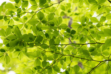 green leaves background in the sunlight