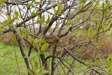 Sparrow sitting on a branch of a bush on a cloudy spring day