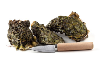 Oysters and knife