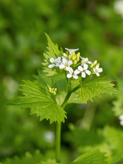 A wild garlic mustard plant (Alliaria petiolata) in blooms
