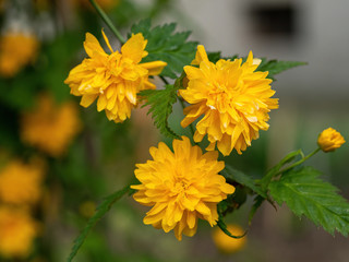 Flowers of Kerria japonica, yellow flowers bloomed on Japanese marigold bush
