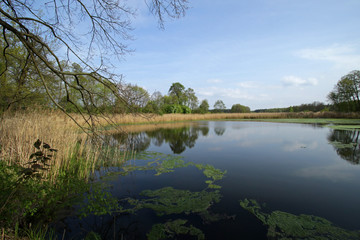 Fototapeta na wymiar Small lake in Nieborow Palace complex in the village Nieborow, Poland