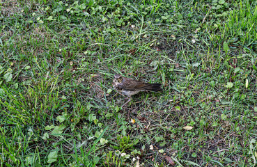 young throstle walks on the grass, song bird still can not fly, rook throstle