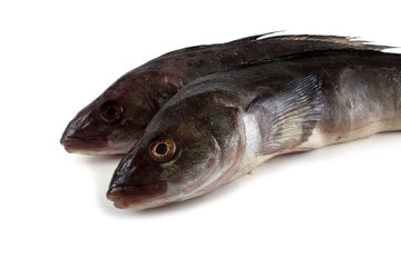 Sea bass