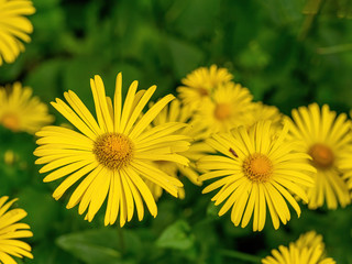 Bright yellow flowers of Doronicum orientale or leopards bane.
