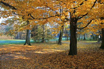 Autumn in Park near Pszczyna Castle or Pless Castle in Pszczyna town in Poland