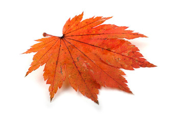 Autumn maple leaf