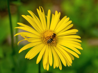 Bright yellow flowers of Doronicum orientale or leopards bane.