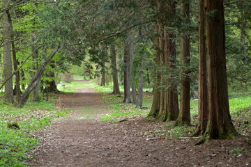Path in Arboretum in Rogow, Poland