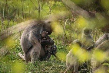 Touching embrace of a monkey family in the background of grass in green nature in golden light