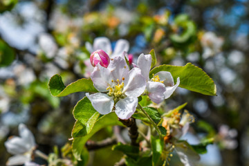 In the spring there are beautiful petals.