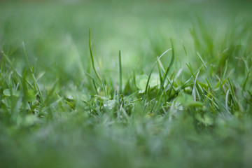 Fresh green grass. beauty blurred bokeh. Selective focus close up for abstract blurred in shot.