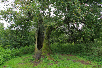 Old holy tree in Jableczna, Poland