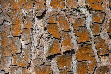 Relief texture of the brown bark of a tree