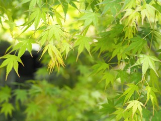 新緑のもみじの葉