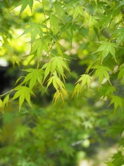 新緑のもみじの葉