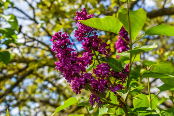 Fototapeta na wymiar lilac flowers on a branch