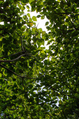 木々の葉が太陽の光で薄く透けている